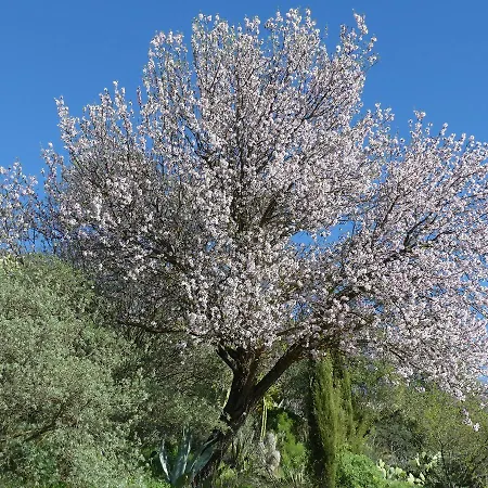 Mountain La Isa By Rose Tejeda (Gran Canaria)